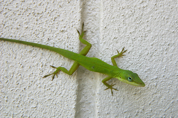 Image result for green lizards, florida